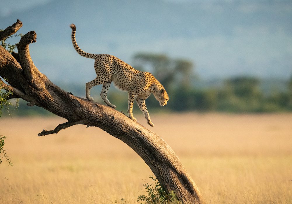 Travel Inspiration: A Safari in East Africa