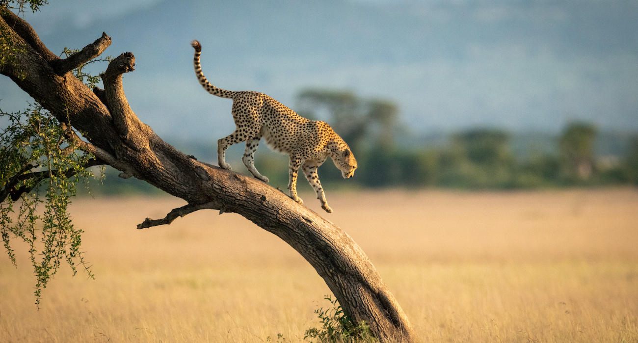 Travel Inspiration: A Safari in East Africa