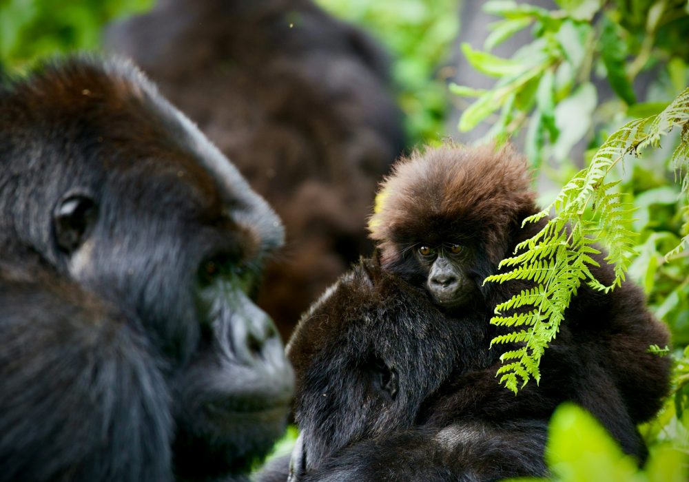 Travel Inspiration: Rwanda Gorilla Trekking