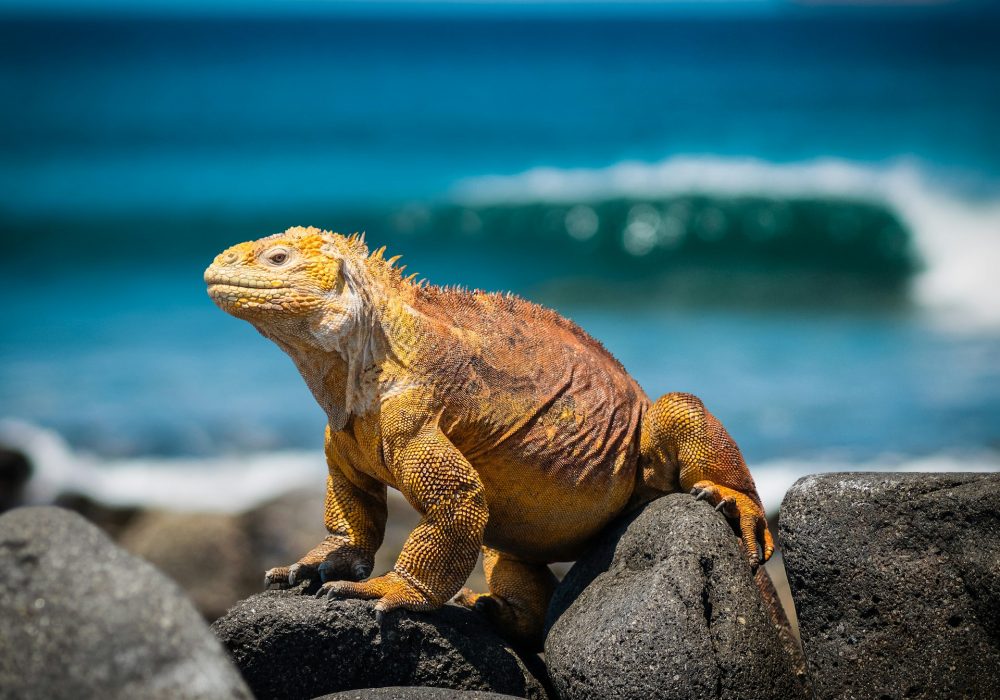 Travel Inspiration: The Galapagos. Journey to The Enchanted Isles.