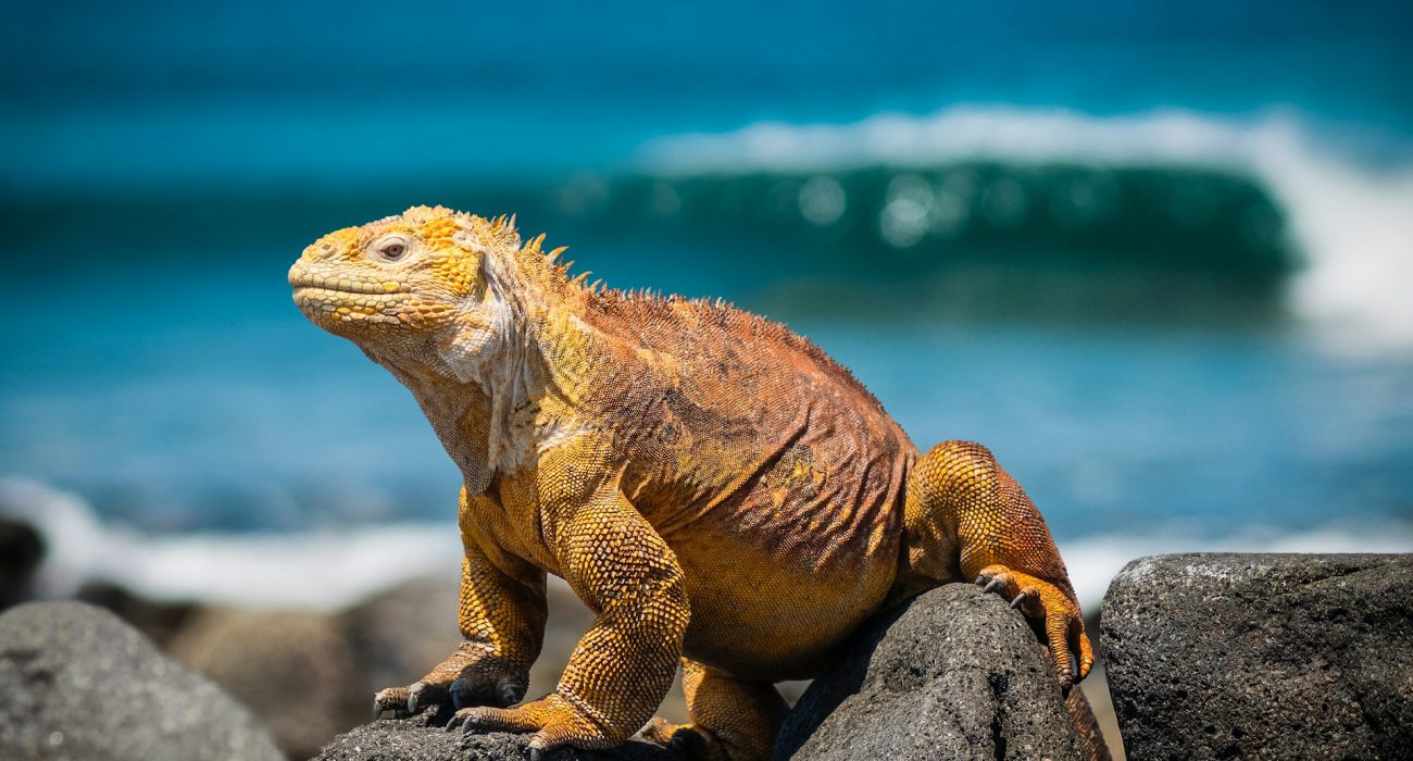 Travel Inspiration: The Galapagos. Journey to The Enchanted Isles.